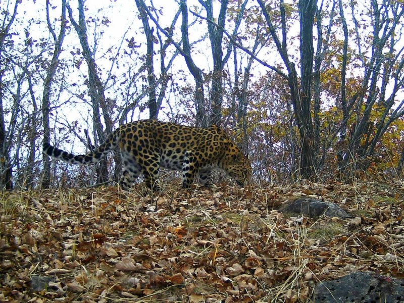 Амурский леопард