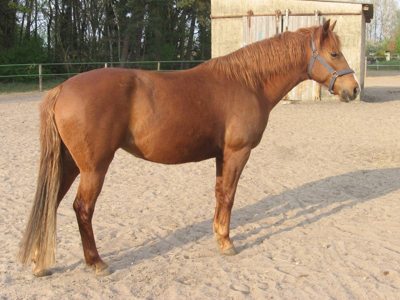 Берберийская лошадь (65 фото)