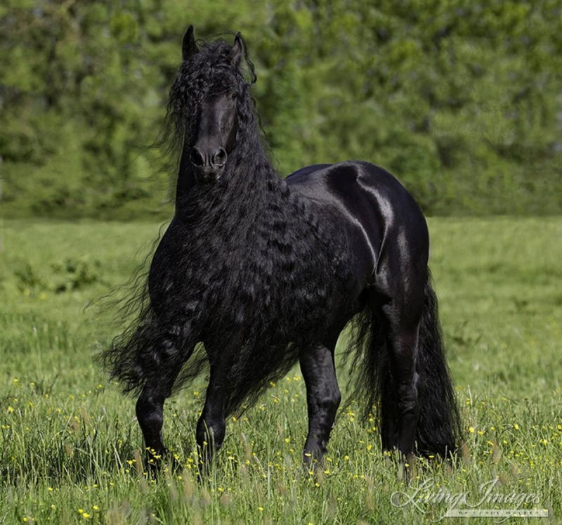 Beautiful Arabian Horse in Motion