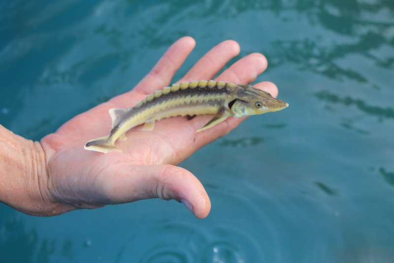 Севрюга (Acipenser stellatus)