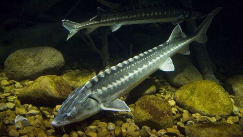 Севрюга (Acipenser stellatus)