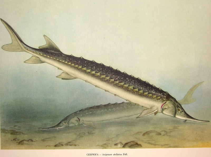 Русский осетр Acipenser gueldenstaedtii Brandt, 1833