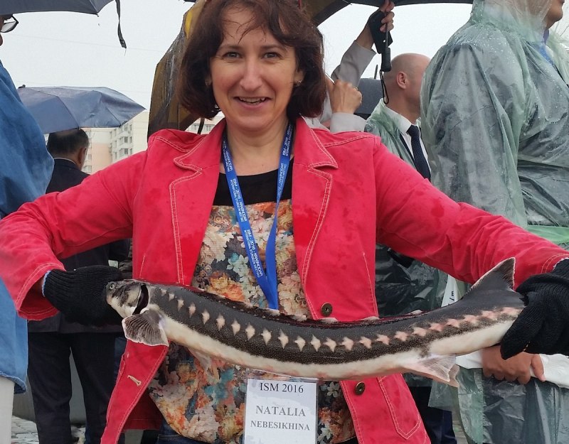 Севрюга в Каспийском море