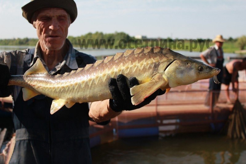 Осетровые рыбы в Каспийском море