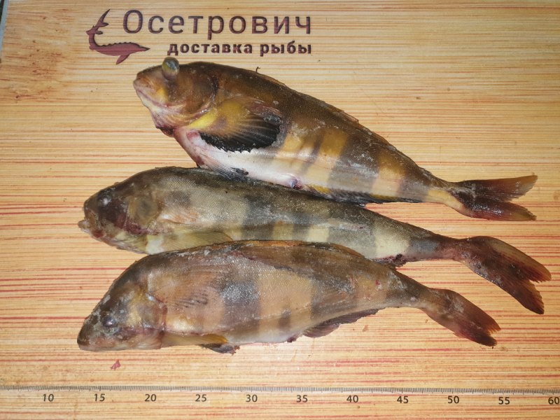Зайцеголовый окунь
