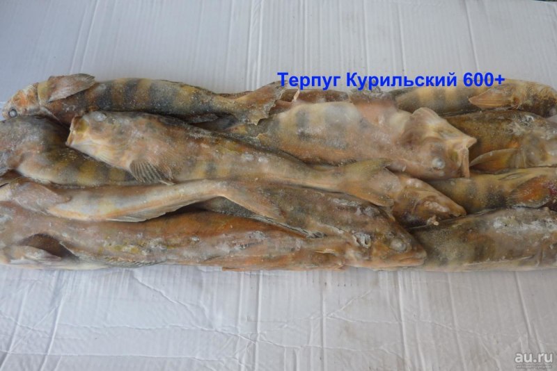 Терпуг Зайцеголовый красный