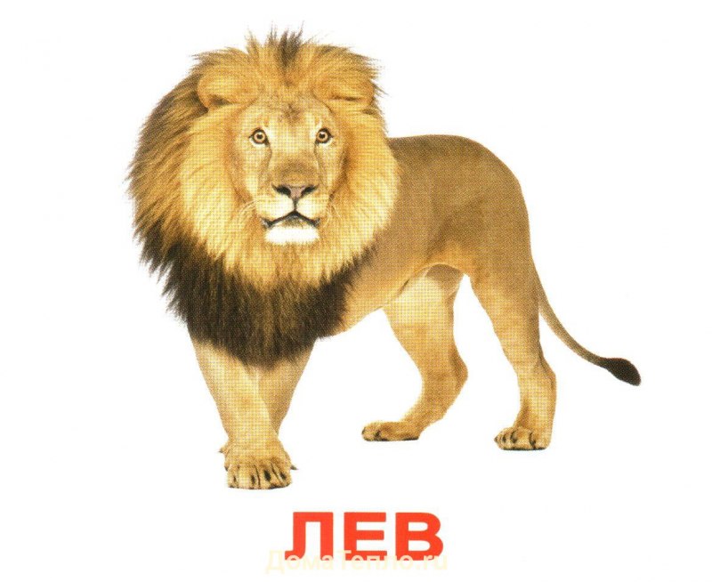 Карточки Домана Лев