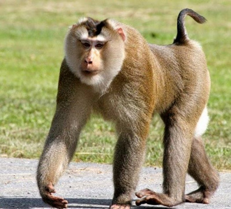 Macaca nemestrina