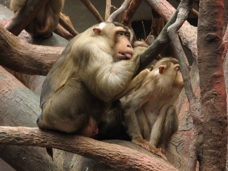 Pig tailed macaque