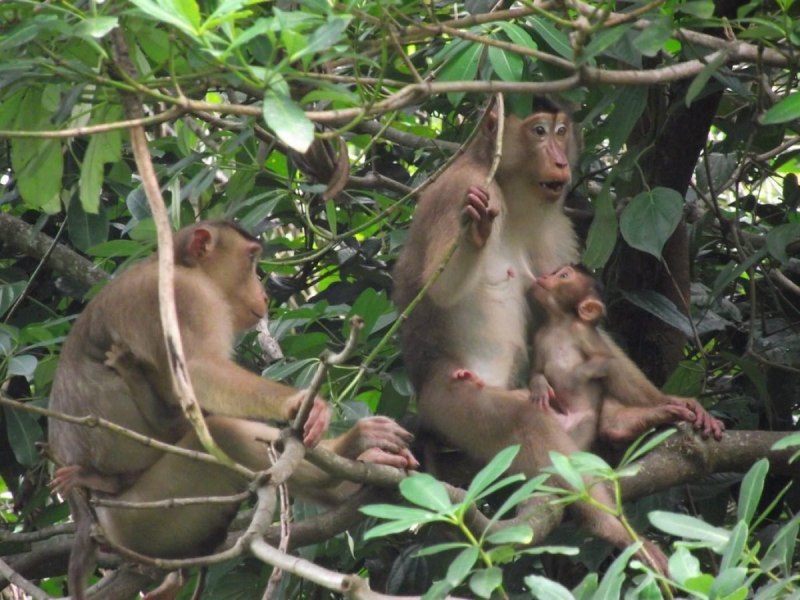 Macaca nemestrina nemestrina