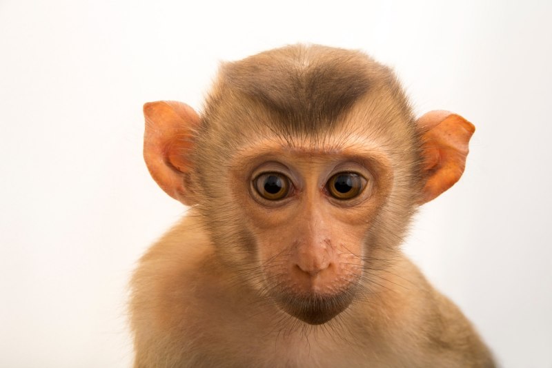 Macaca nemestrina (Pig-tailed macaque)