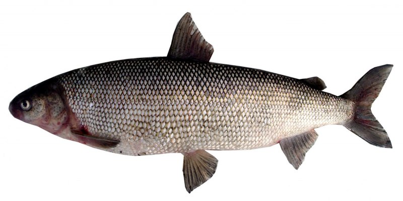 Coregonus muksun