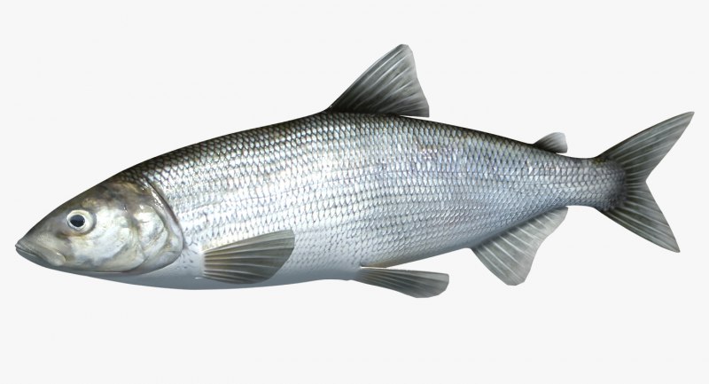 Обыкновенный сиг (Coregonus lavaretus)