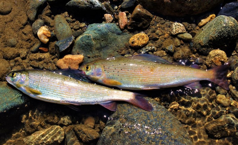 Сибирский хариус - Thymallus arcticus