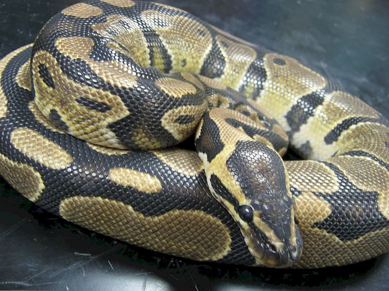 Питоны (Pythonidae)