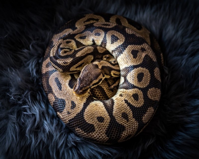 Королевский питон