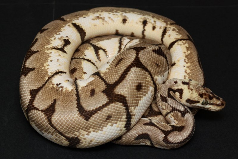 Antaresia stimsoni orientalis