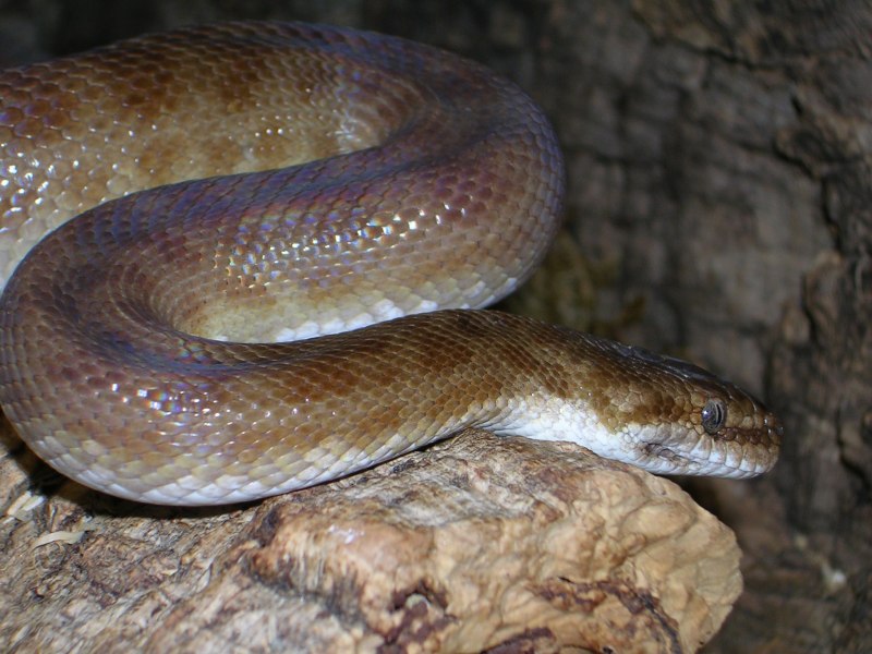 Королевский питон Albino