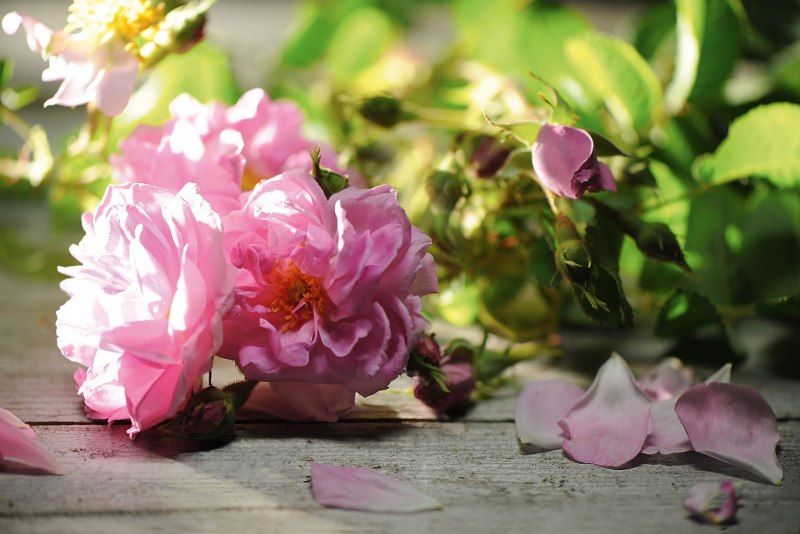 Rosa Damascena