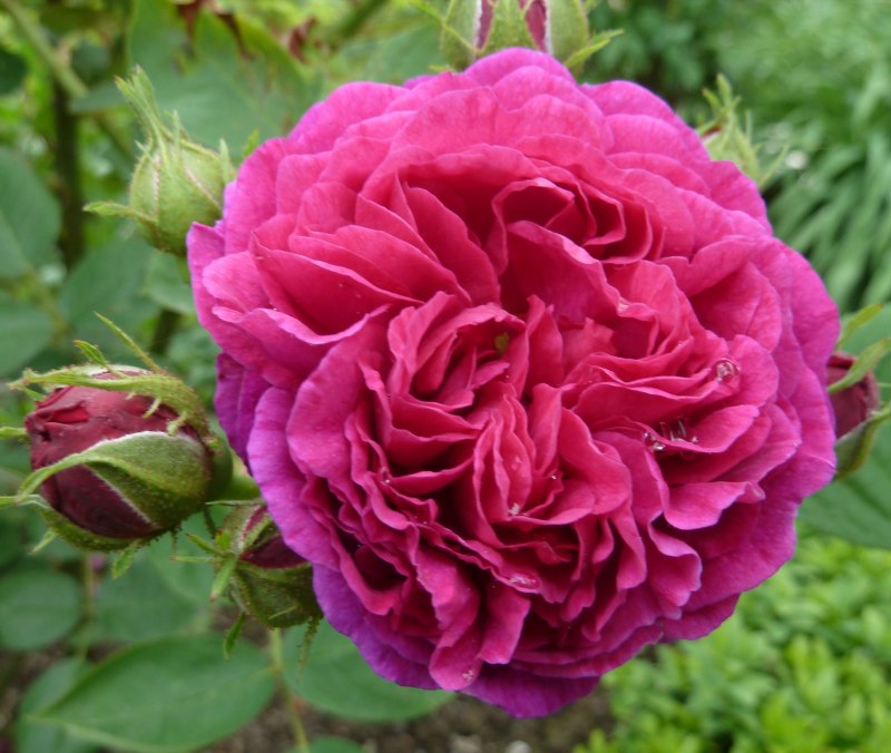 Дамасская (Rosa ×Damascena) роза