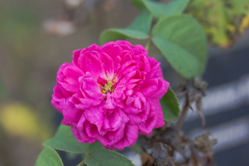 Дамасская (Rosa ×Damascena) роза