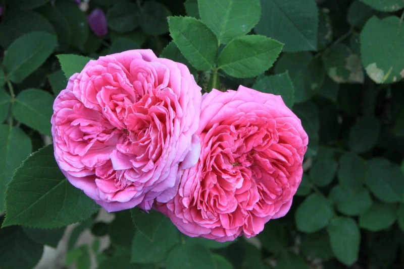 Дамасская (Rosa ×Damascena) роза