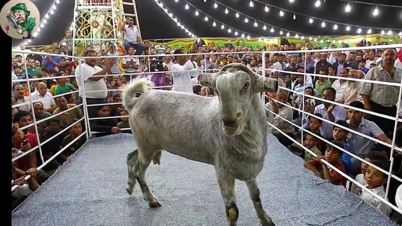 Дамасская коза Шами
