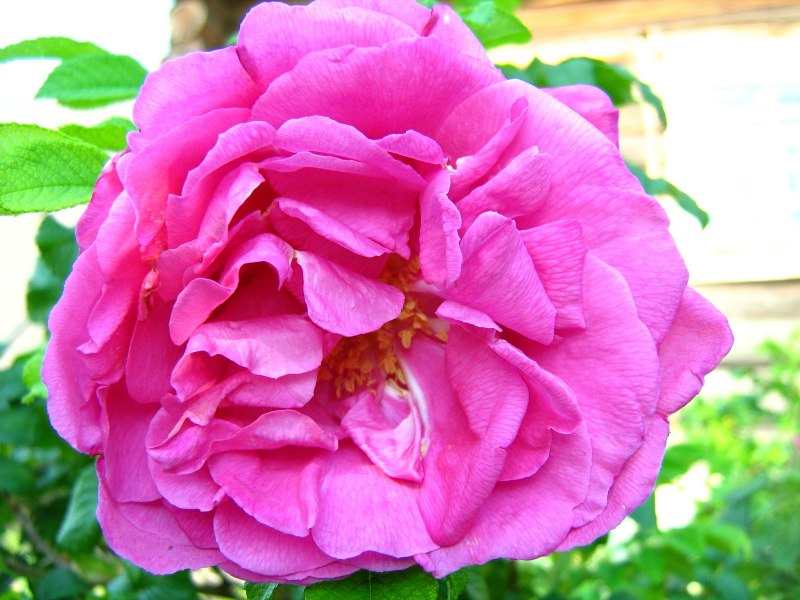 Роза blush Damask