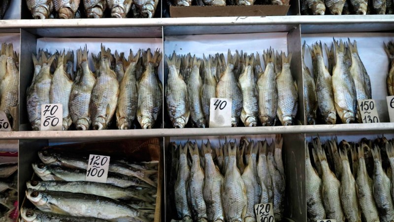 Рыбы Ленинградской области
