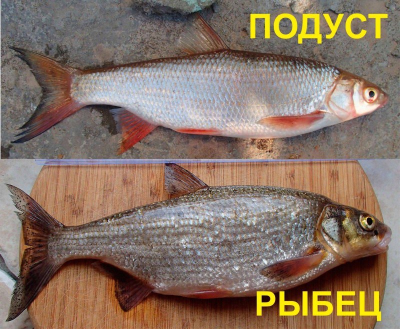 Рыбец рыба вяленая
