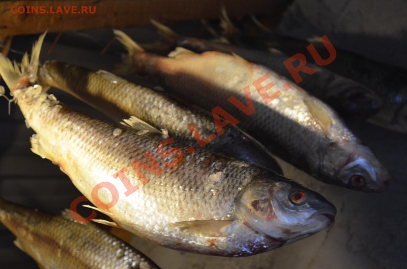 Кутум рыба мясо