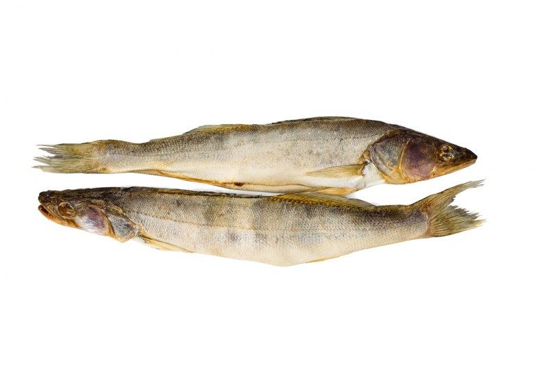 Голавль (Leuciscus cephalus)