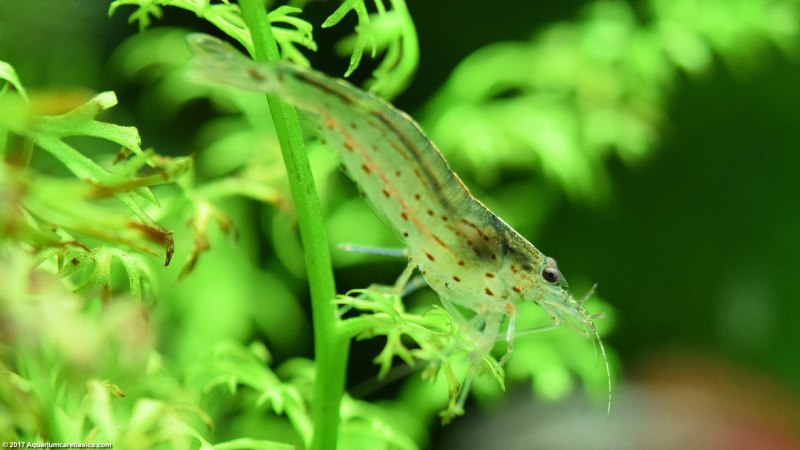 Caridina Ghost Shrimp