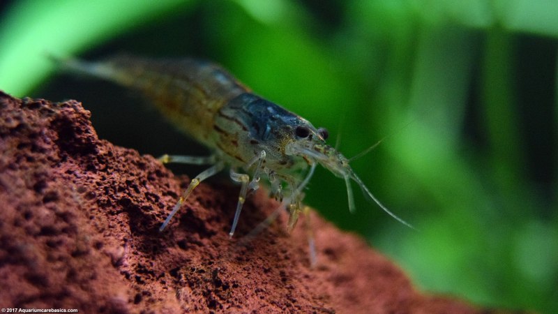 Caridina multidentata breeding