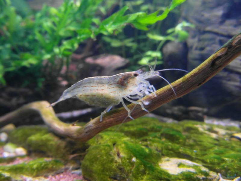 Caridina cantonensis