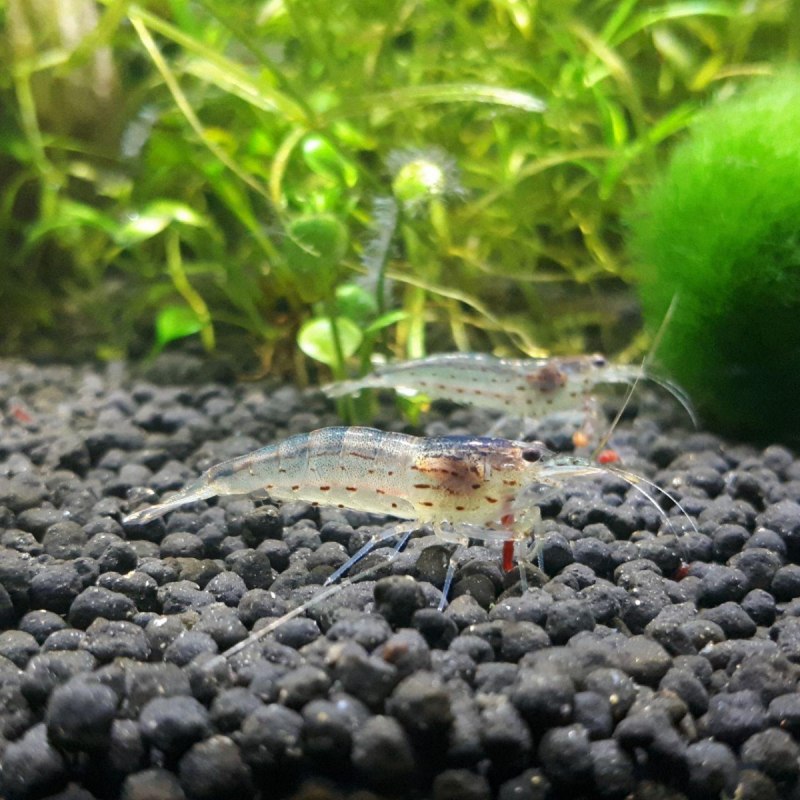 Креветка Caridina parvula