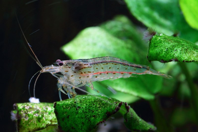 Ghost Shrimp креветка