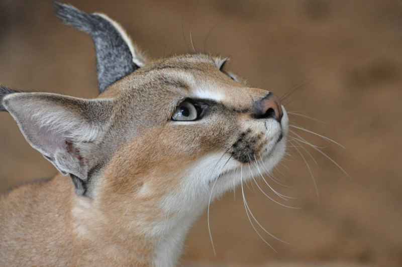 Каракал Lynx