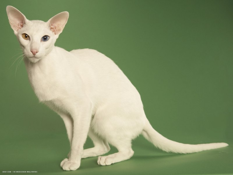 Ориентальные коты