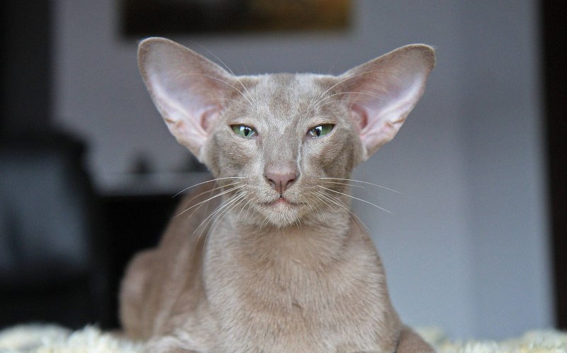 Кот Ориентал