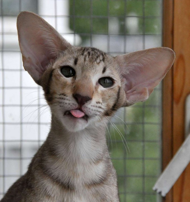 Ориентальная кошка котята