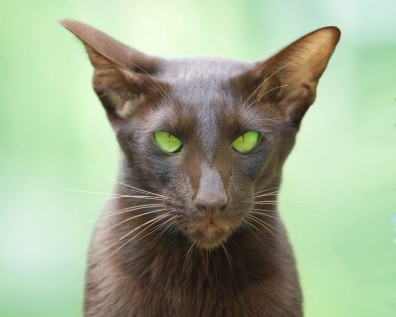 Короткошерстные ориенталы