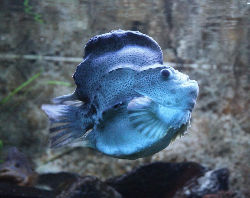 Eumicrotremus Orbis