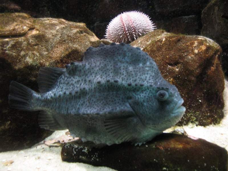 Cyclopterus Lumpus