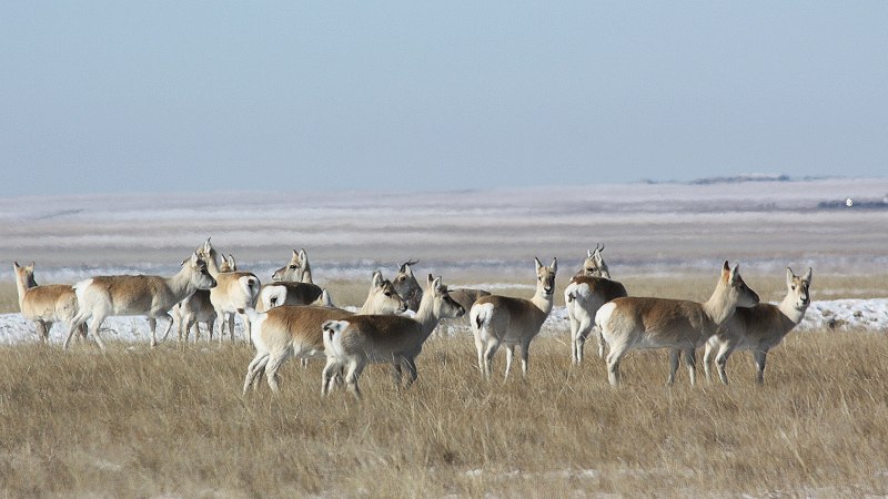 Антилопа вилорог Северная Америка