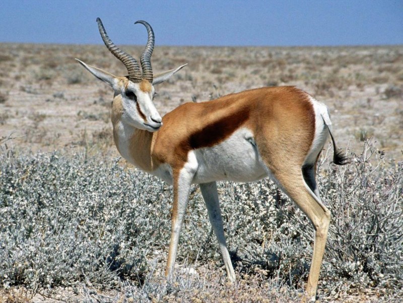 Gazella rufifrons