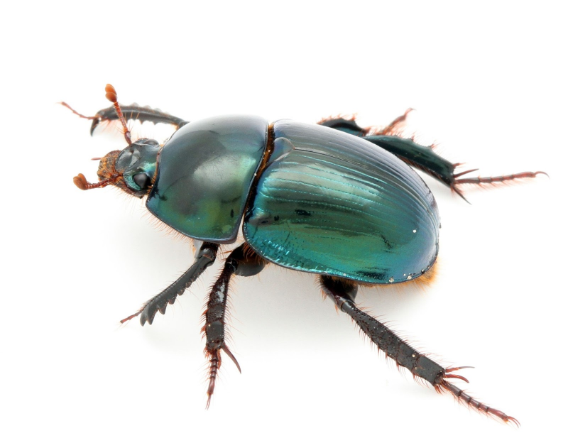 Beetle Жук скарабей изумрудный насекомое