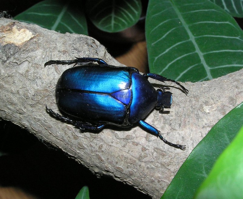 Жук Chrysolina cerealis