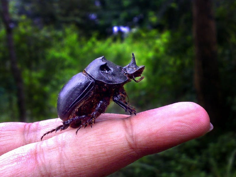 Scarab Beetle