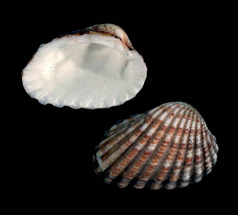 Conchifera моллюски